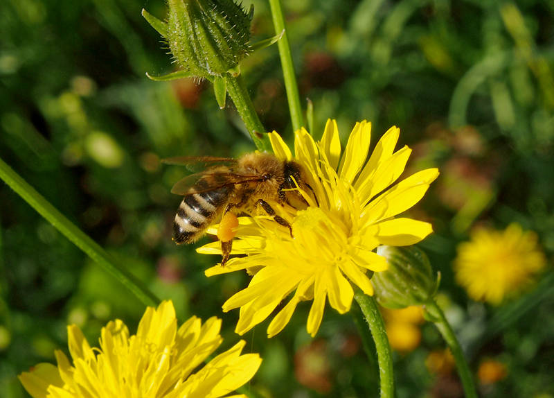 Co kvete včelám uprostřed léta